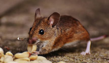 24 Hour & Emergency Exterminators in Lake Park, FL